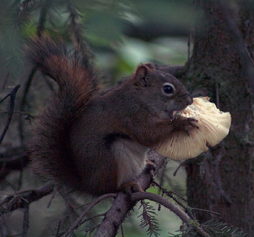 American Red Squirrel