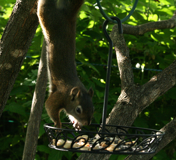 American Red Squirrel