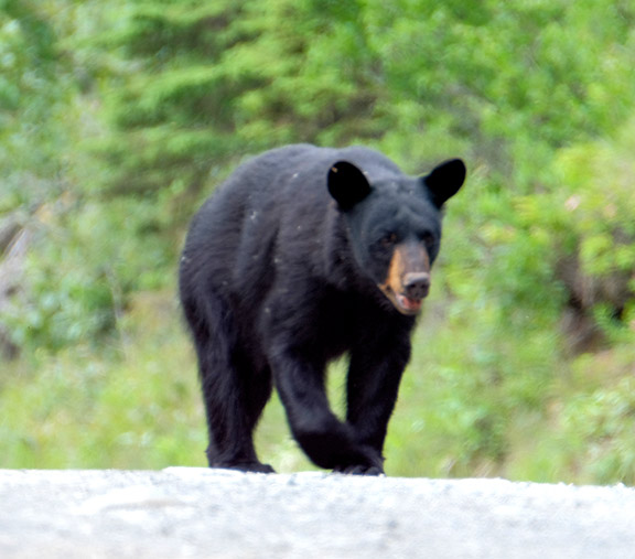 American Black Bear