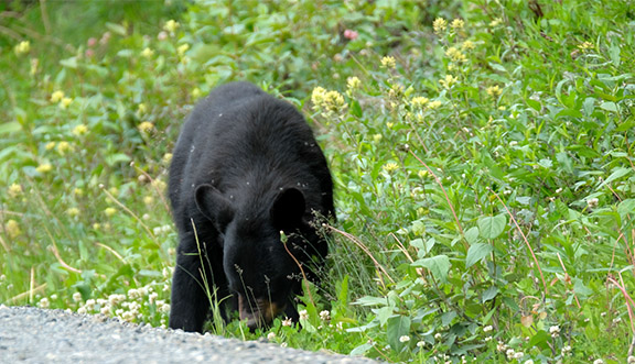 American Black Bear