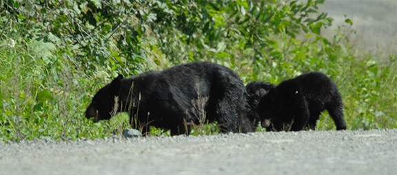 American Black Bear