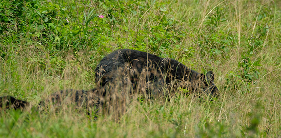 American Black Bear