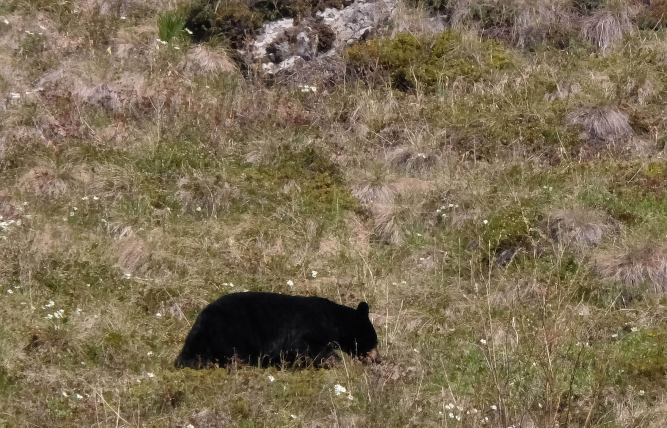 American Black Bear