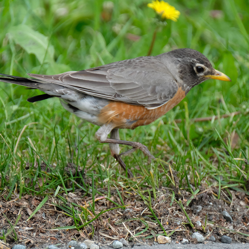 American Robin