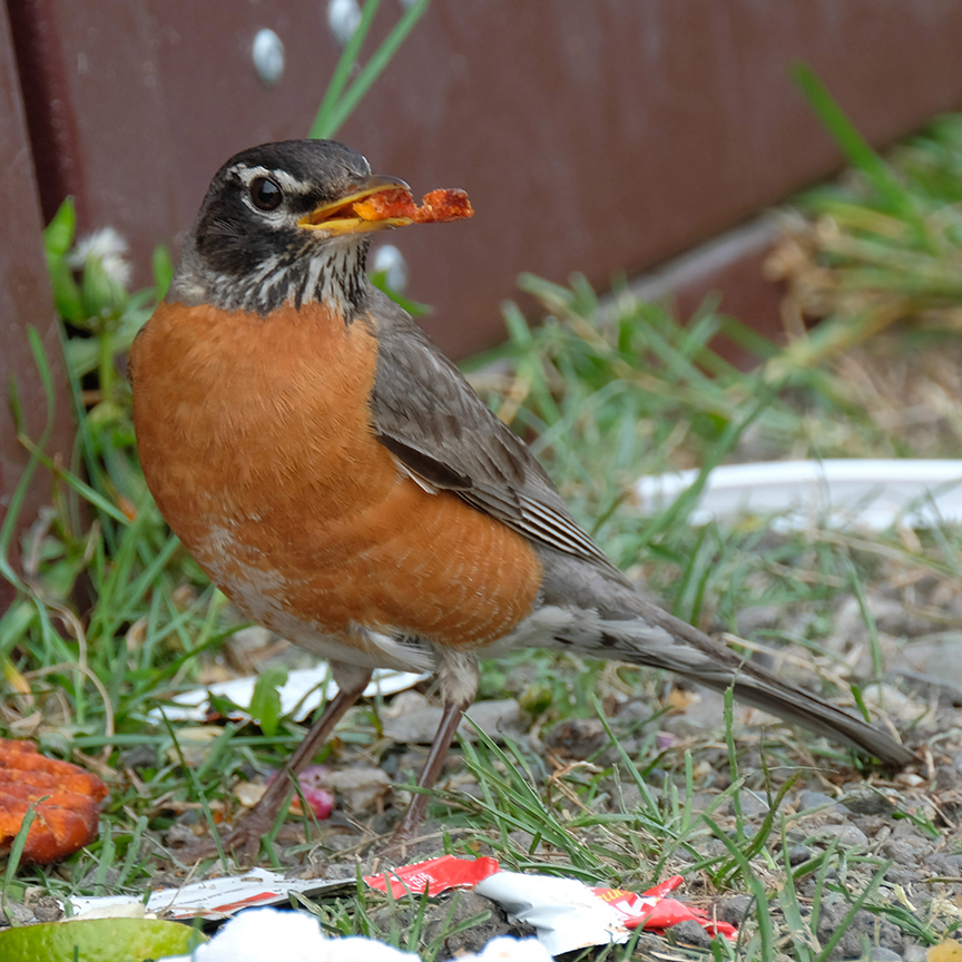 American Robin