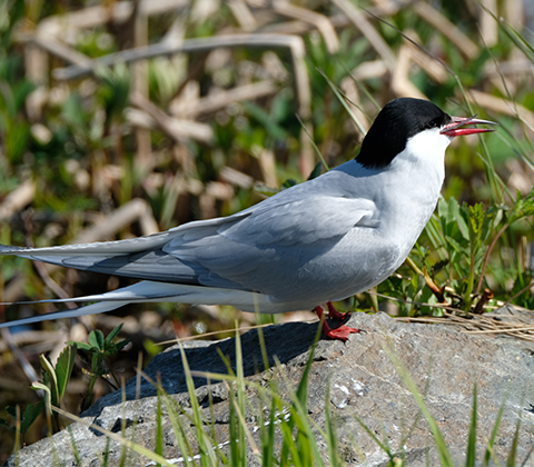 Arctic Tern swallows fish