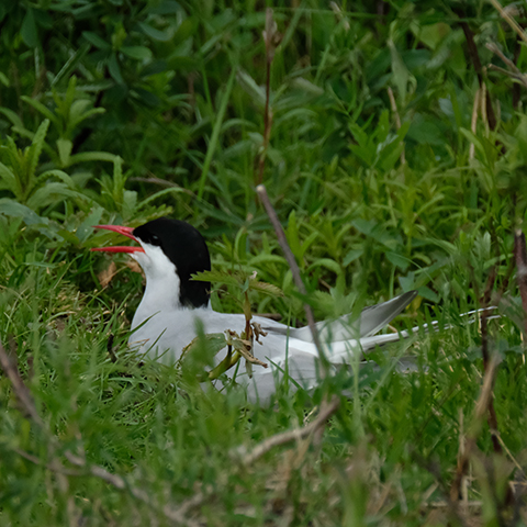 Arctic Tern