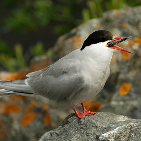 Arctic Tern