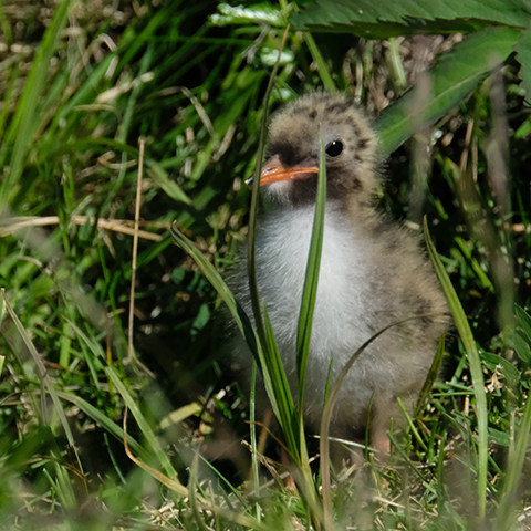 Arctic Tern screams when meeting the world