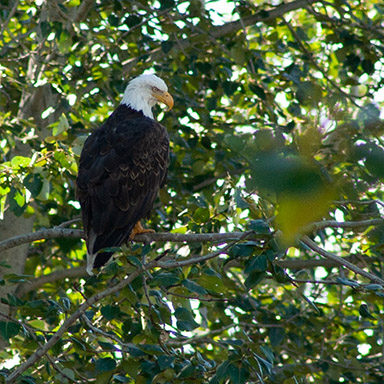 Bald Eagle