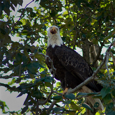 Bald Eagle