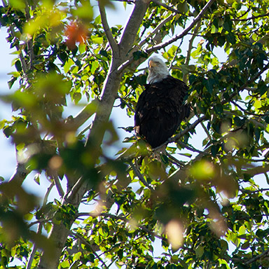 Bald Eagle