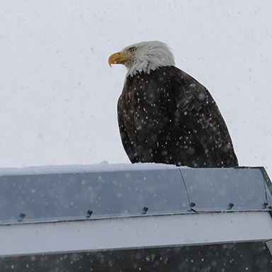 Bald Eagle