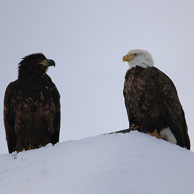 Bald Eagle