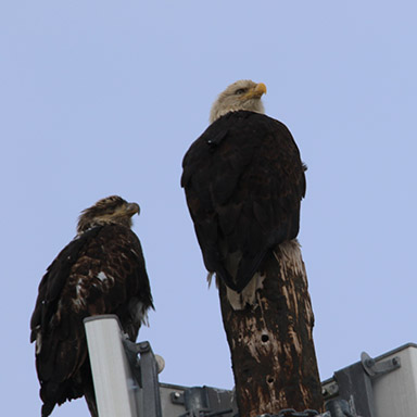 Bald Eagle