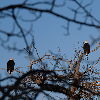 Bald Eagle