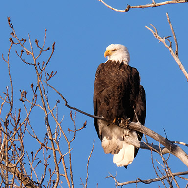 Bald Eagle