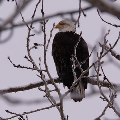 Bald Eagle