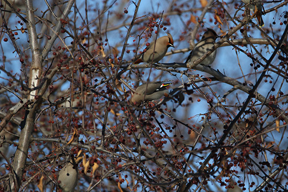 Bohemian Waxwing