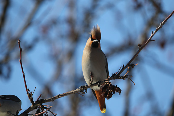 Bohemian Waxwing