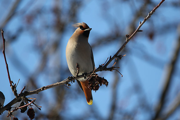 Bohemian Waxwing