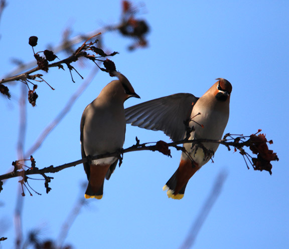 Bohemian Waxwing