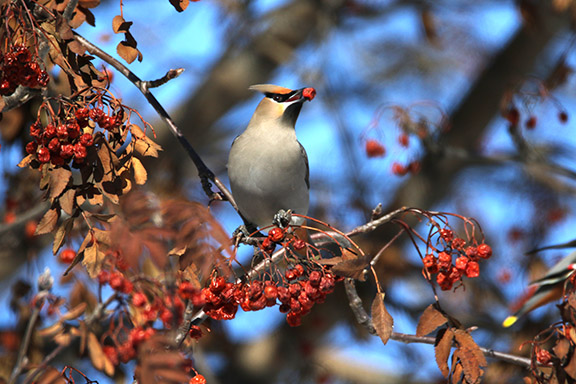 Bohemian Waxwing