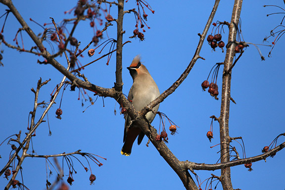 Bohemian Waxwing