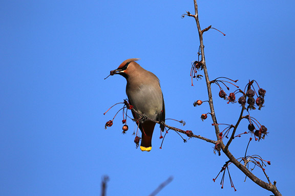 Bohemian Waxwing