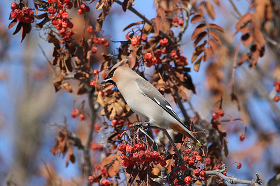 Bohemian Waxwing