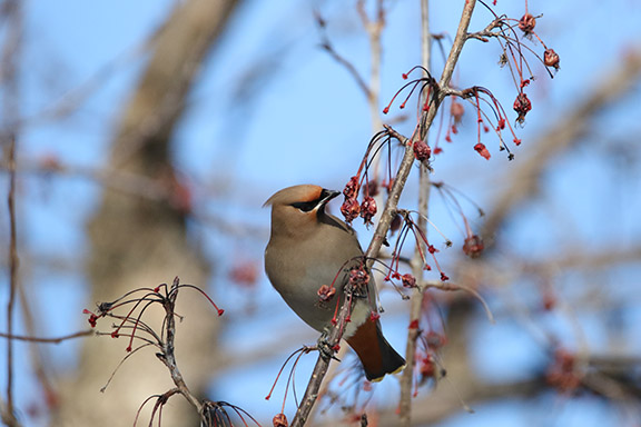 Bohemian Waxwing