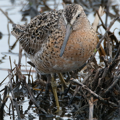 Dowitchers