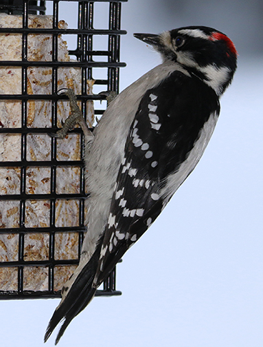 Downy Woodpecker