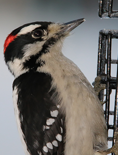 Downy Woodpecker