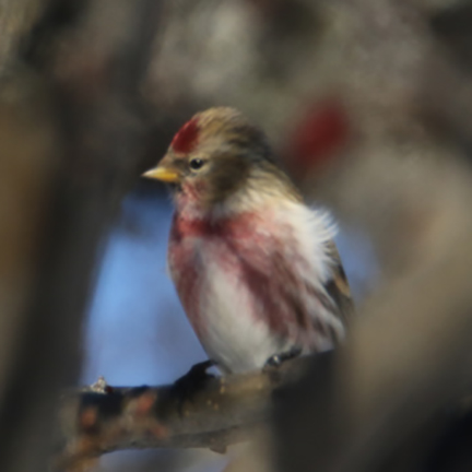 Common Redpolls