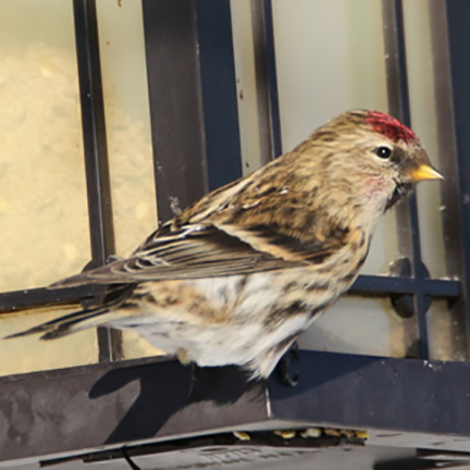 Common Redpoll