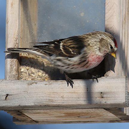 Common Redpoll