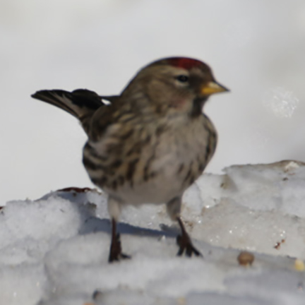 Common Redpoll