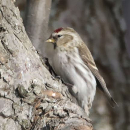 Common Redpoll