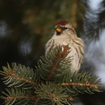 Common Redpoll