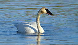 Trumpeter Swan