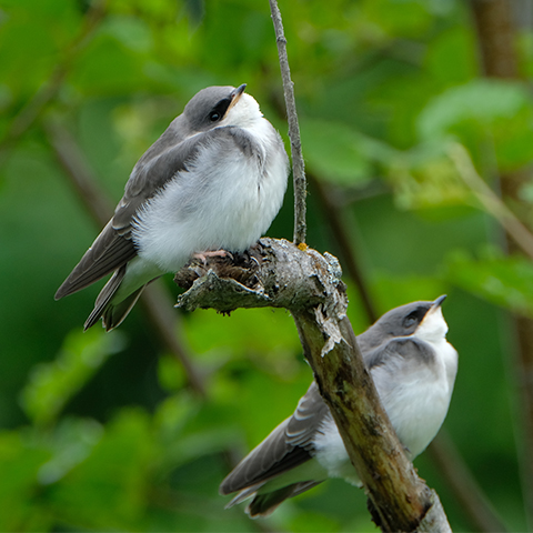 Tree Swallow