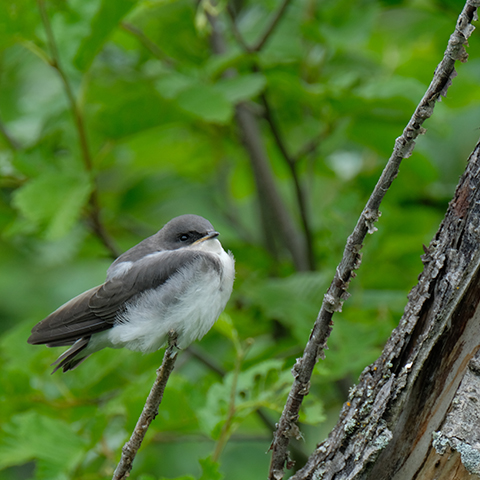 Tree Swallow