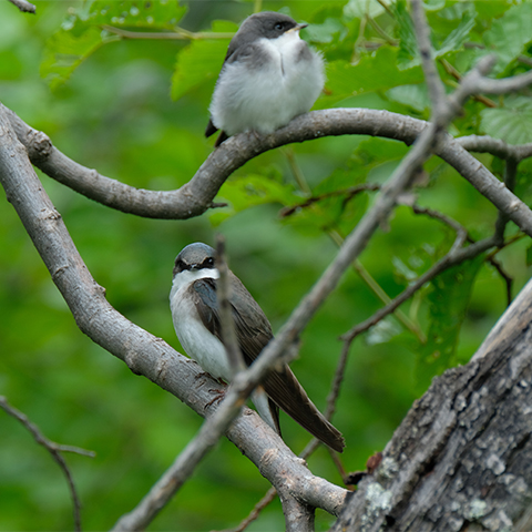 Tree Swallow