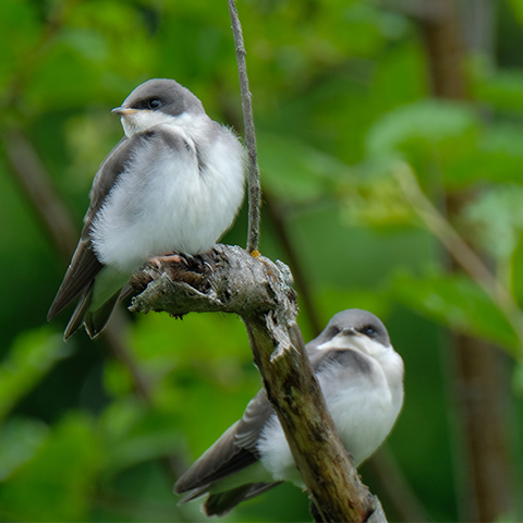 Tree Swallow