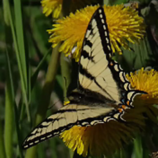 Canadian Tiger Swallowtail Butterfly