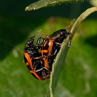 Chrysomela falsa