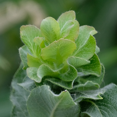 Willow Rose Gall