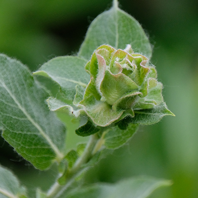 Willow Rose Gall