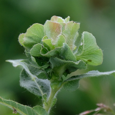 Willow Rose Gall